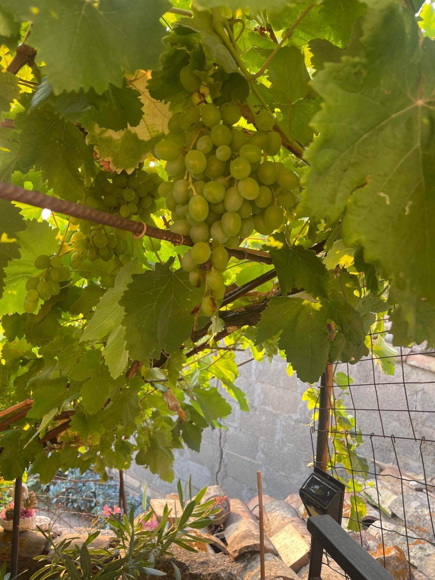 The Secret Garden Βίλα Forza dʼAgro Εξωτερικό φωτογραφία